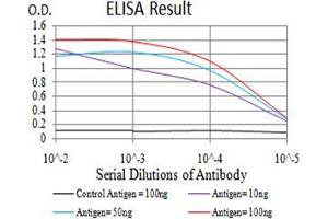 Black line: Control Antigen (100 ng);Purple line: Antigen (10ng); Blue line: Antigen (50 ng); Red line:Antigen (100 ng) (MIB1 抗体  (AA 6-221))