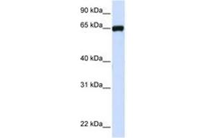 Image no. 1 for anti-Leucine Rich Repeat Containing 4C (LRRC4C) (AA 36-85) antibody (ABIN6741060) (LRRC4C 抗体  (AA 36-85))