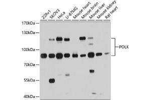 Western blot analysis of extracts of various cell lines, using POLK antibody (ABIN6133859, ABIN6145896, ABIN6145900 and ABIN6215527) at 1:1000 dilution. (POLK 抗体  (AA 1-100))