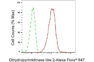 Flow cytometric analysis of Dihydropyrimidinase like 2 expression in C2C12 cells using Dihydropyrimidinase like 2 antibody (ABIN7798337), 1:2,000). (Recombinant DPYSL2 抗体)