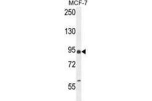 Western blot analysis in MCF-7 cell line lysates (35ug/lane) using EFHB Antibody (N-term). (EFHB 抗体  (N-Term))
