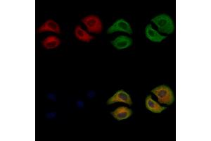 ABIN6263001 and ABIN6266814 staining Hela cells by IF/ICC.