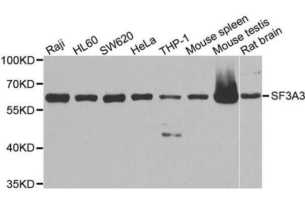 SF3A3 抗体  (AA 292-501)