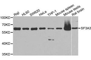 Western blot analysis of extracts of various cell lines, using SF3A3 antibody. (SF3A3 抗体  (AA 292-501))