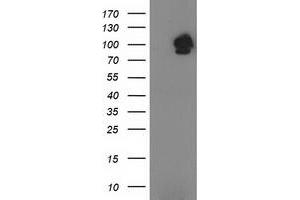 Image no. 1 for anti-Signal Transducer and Activator of Transcription 5A (STAT5A) antibody (ABIN1501189) (STAT5A 抗体)