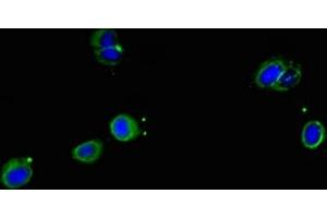 Immunofluorescent analysis of Hela cells using ABIN7169648 at dilution of 1:100 and Alexa Fluor 488-congugated AffiniPure Goat Anti-Rabbit IgG(H+L) (SRP19 抗体  (AA 2-144))
