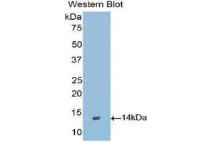 Western Blotting (WB) image for anti-Gonadotropin-Releasing Hormone 1 (Luteinizing-Releasing Hormone) (GNRH1) (AA 25-92) antibody (ABIN1173773) (GNRH1 抗体  (AA 25-92))