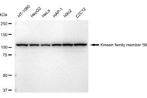 Western blotting analysis using Kinesin family member 5B antibody (ABIN7799208). (Recombinant KIF5B 抗体)