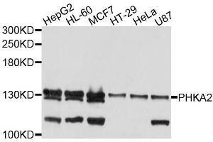 Western blot analysis of extracts of various cell lines, using PHKA2 antibody (ABIN5996377) at 1/1000 dilution. (PHKA2 抗体)