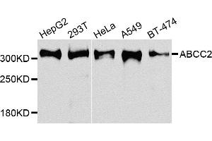 Western blot analysis of extracts of various cell lines, using ABCC2 antibody (ABIN5974584) at 1/1000 dilution. (ABCC2 抗体)