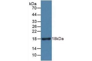 Detection of Recombinant RNASE3, Rat using Monoclonal Antibody to Ribonuclease A3 (RNASE3) (RNASE3 抗体  (AA 33-155))