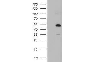 Western Blotting (WB) image for anti-Nucleobindin 1 (NUCB1) antibody (ABIN1499846)
