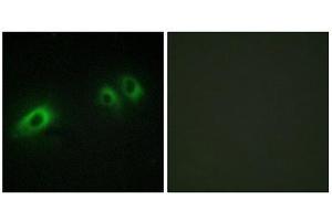 Immunofluorescence (IF) image for anti-Laminin, beta 1 (LAMB1) (C-Term) antibody (ABIN1850452) (Laminin beta 1 抗体  (C-Term))