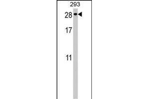 PTTG2 Antibody (Center) (ABIN1538490 and ABIN2848579) western blot analysis in 293 cell line lysates (35 μg/lane). (PTTG2 抗体  (AA 56-84))
