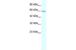 ZNF543 antibody used at 0. (ZNF543 抗体  (Middle Region))