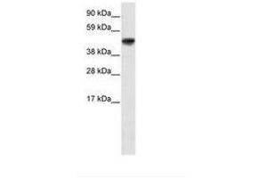 Image no. 2 for anti-Growth Arrest-Specific 7 (GAS7) (AA 118-167) antibody (ABIN203173) (GAS7 抗体  (AA 118-167))