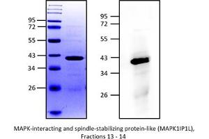 Western Blotting (WB) image for Mitogen-Activated Protein Kinase 1 Interacting Protein 1-Like (MAPK1IP1L) (AA 2-245) protein (His tag) (ABIN3083804) (MAPK1IP1L Protein (AA 2-245) (His tag))