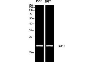 Western Blot (WB) analysis of K562 293T using FAT10 antibody. (UBD 抗体)