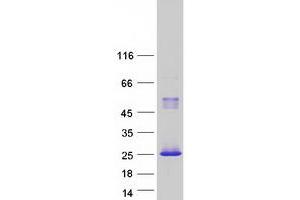 Western Blotting (WB) image for Ras Homolog Gene Family, Member C (RHOC) (Transcript Variant 3) protein (Myc-DYKDDDDK Tag) (ABIN2730851)