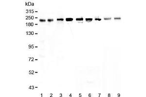 Western blot testing of human 1) HeLa, 2) placenta, 3) MCF7, 4) A549, 5) A431, 6) SGC-7901, 7) 22RV1, 8) rat small intestine and 9) mouse small intestine lysate with BRG1 antibody at 0. (SMARCA4 抗体)
