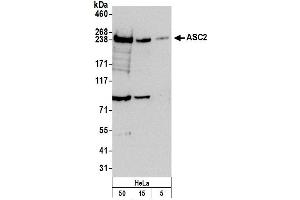 Western Blotting (WB) image for anti-PYD (Pyrin Domain) Containing 1 (PYDC1) (AA 1050-1100) antibody (ABIN7454625)