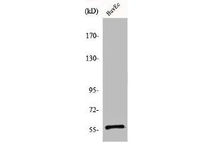Western Blot analysis of HuvEc cells using CCDC4 Polyclonal Antibody (BEND4 抗体  (Internal Region))