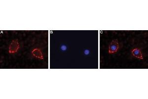 Expression of NLGN2 in rat PC12 cells - Cell surface detection of NLGN2 in intact living rat PC12 cells. (Neuroligin 2 抗体  (Extracellular))