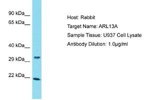 Host: Rabbit Target Name: ARL13A Sample Type: U937 Whole Cell lysates Antibody Dilution: 1. (ARL13A 抗体  (C-Term))
