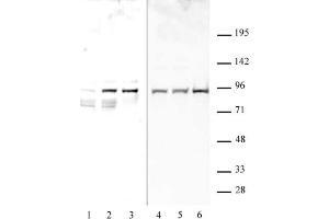 STAT1 phospho Ser727 pAb tested by Western blot. (STAT1 抗体  (pSer727))