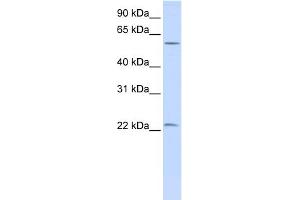 WB Suggested Anti-LIN28 Antibody Titration:  0. (LIN28A 抗体  (N-Term))