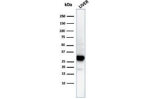 Western Blot Analysis of human liver tissue lysate using Prohibitin Mouse Monoclonal Antibody (PHB/3194). (Prohibitin 抗体  (AA 167-261))