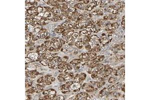 Immunohistochemical staining of human adrenal gland with PCDHB4 polyclonal antibody  shows strong cytoplasmic positivity in cortical cells. (PCDHb4 抗体)