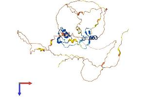GATA4 Protein (AA 1-441) (His tag)