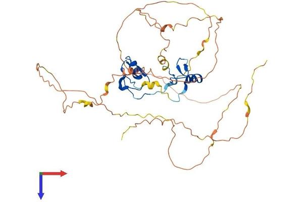 GATA4 Protein (AA 1-441) (His tag)