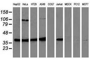 Image no. 2 for anti-Mitogen-Activated Protein Kinase 12 (MAPK12) antibody (ABIN1499302) (MAPK12 抗体)