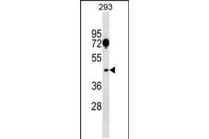Western blot analysis in 293 cell line lysates (35ug/lane). (SGCA 抗体  (AA 239-266))