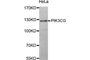 Western blot analysis of extracts of HeLa cell line, using PIK3CG antibody. (PIK3 gamma 抗体)