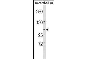 KIF5B Antibody (C-term) (ABIN1537634 and ABIN2848570) western blot analysis in mouse cerebellum tissue lysates (35 μg/lane). (KIF5B 抗体  (C-Term))