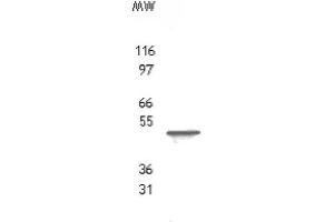 TROY/TAJ pAb tested by Western blot.