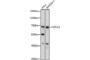 Western blot analysis of extracts of various cell lines, using NFE2L3 antibody (ABIN7268971) at 1:1000 dilution. (NFE2L3 抗体  (AA 300-550))