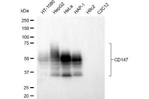 Western blotting analysis using CD147 antibody (ABIN7797735).