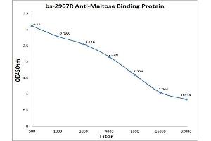 Antigen: 0. (Maltose Binding Protein 抗体  (AA 43-57))
