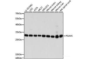 Western blot analysis of extracts of various cell lines using PGAM1 Polyclonal Antibody at dilution of 1:1000. (PGAM1 抗体)