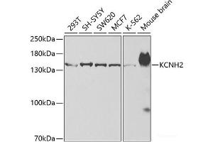 Western blot analysis of extracts of various cell lines using KCNH2 Polyclonal Antibody at dilution of 1:500. (KCNH2 抗体)