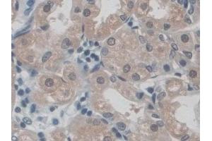 Detection of CD300c in Human Stomach Tissue using Polyclonal Antibody to CD300 Antigen Like Family Member C (CD300c)