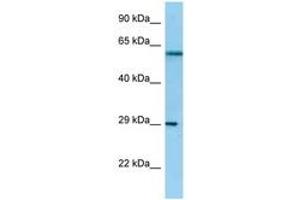 anti-NSL1, MIND Kinetochore Complex Component, Homolog (NSL1) (AA 192-241) antibody
