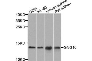 Western blot analysis of extracts of various cells, using GNG10 antibody.