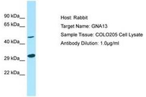 Image no. 1 for anti-Guanine Nucleotide Binding Protein (G Protein), alpha 13 (GNA13) (N-Term) antibody (ABIN6750009) (GNA13 抗体  (N-Term))