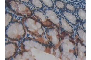 Detection of GAL4 in Mouse Small intestine Tissue using Polyclonal Antibody to Galectin 4 (GAL4) (GAL4 抗体  (AA 1-326))