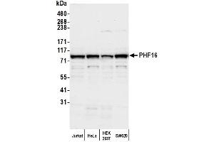 Western Blotting (WB) image for anti-PHD Finger Protein 16 (PHF16) (AA 773-823) antibody (ABIN7449788)